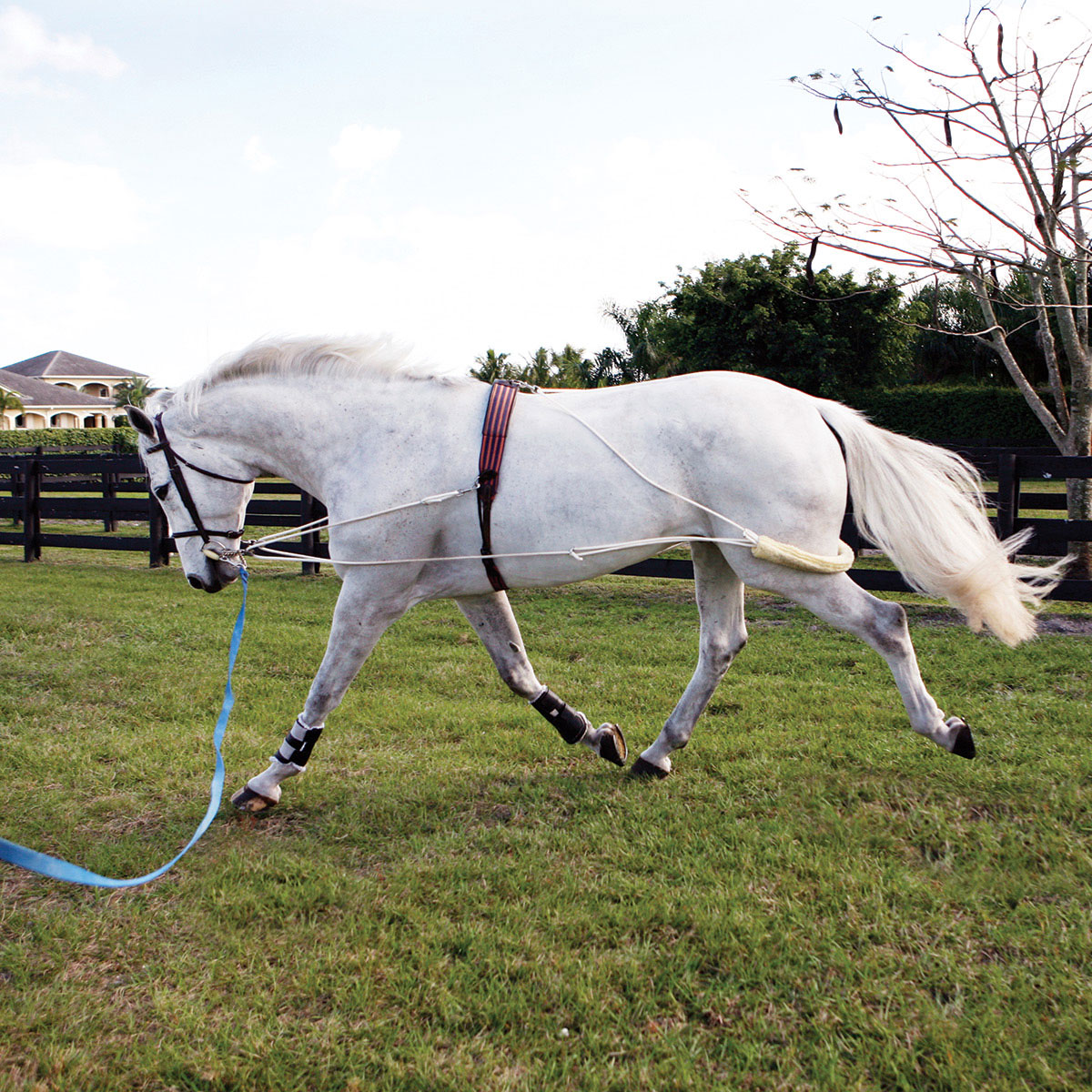 p Shires Horse Rope & Pulley System pony Lunging Training Aid