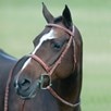 Rodrigo Fancy Stitched Wide Noseband Bridle - Medium Brown
