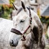 Rambo&reg; Padded Halter - Whitney Gold