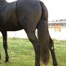 Trophy Tails Hunter Tail Extensions