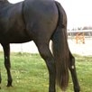 Trophy Tails Hunter Tail Extensions - 
