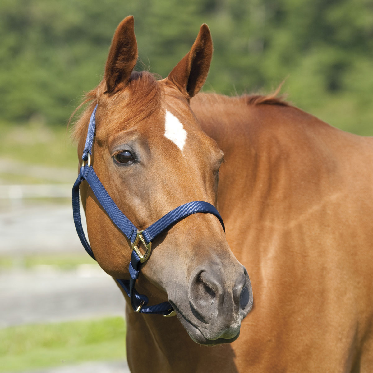 Tough 1 Red Standard Nylon Draft Sized Halter horse tack 50-9550