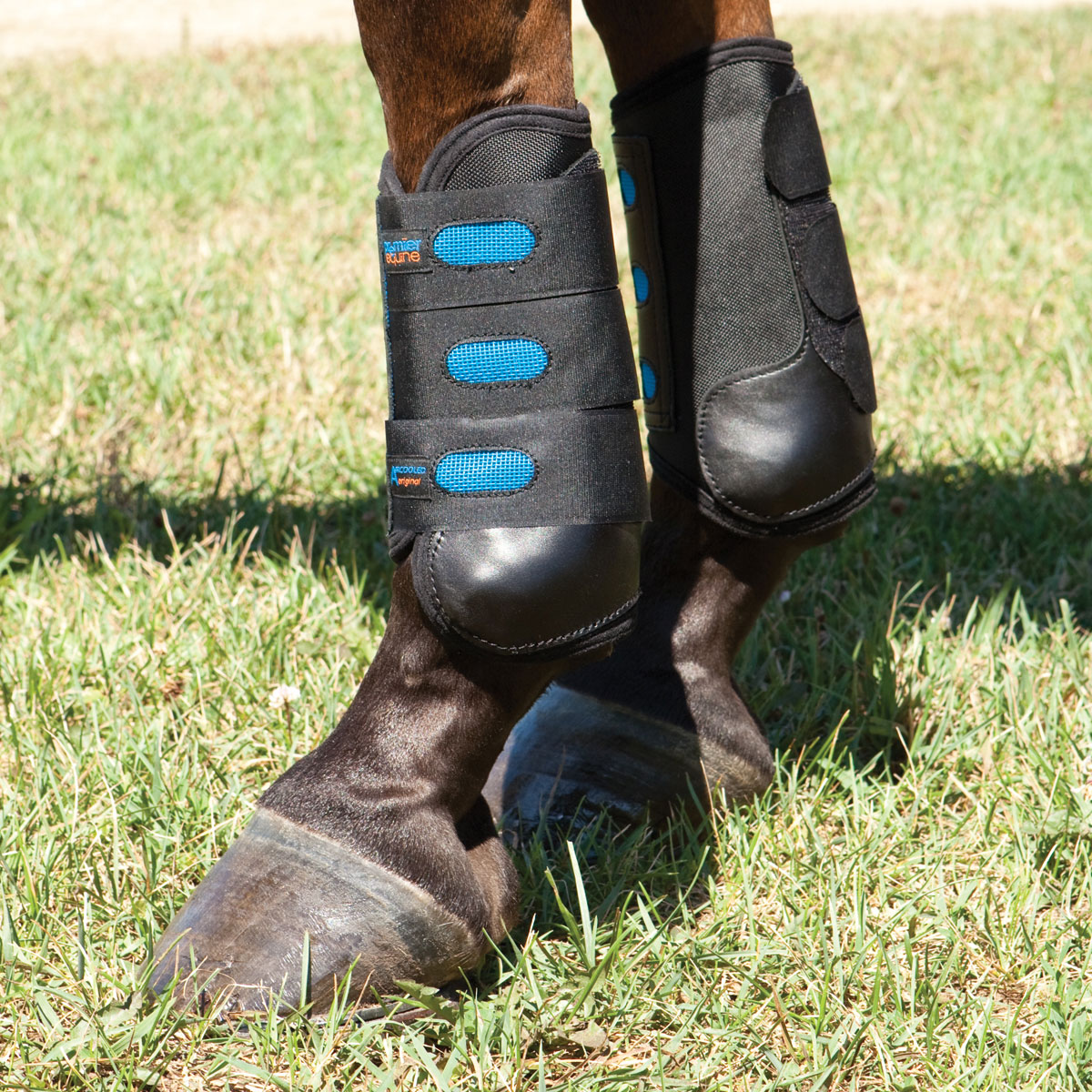premier equine horse boots