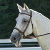 Plymouth&reg; Elite Hunter Bridle by SmartPak - Chocolate w/ White Fancy Stitching