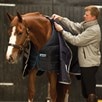 Horseware&reg; Interchangeable Liner - Navy/Navy