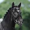 Passier Apollo Snaffle Bridle - 