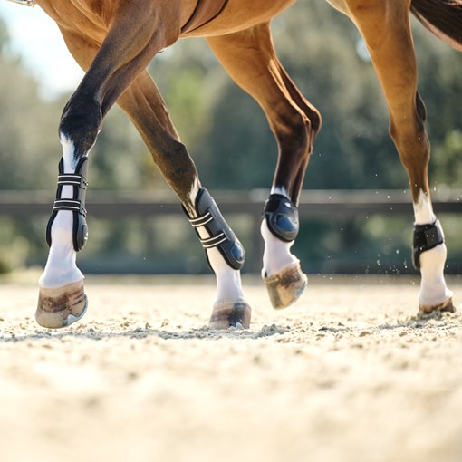 Derby Removable Adjustable Elastic Leg Straps for Horse Winter
