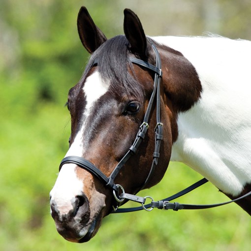 Dr. Cook Beta Bitless Bridle