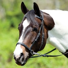 Dr. Cook® Beta Bitless Bridle