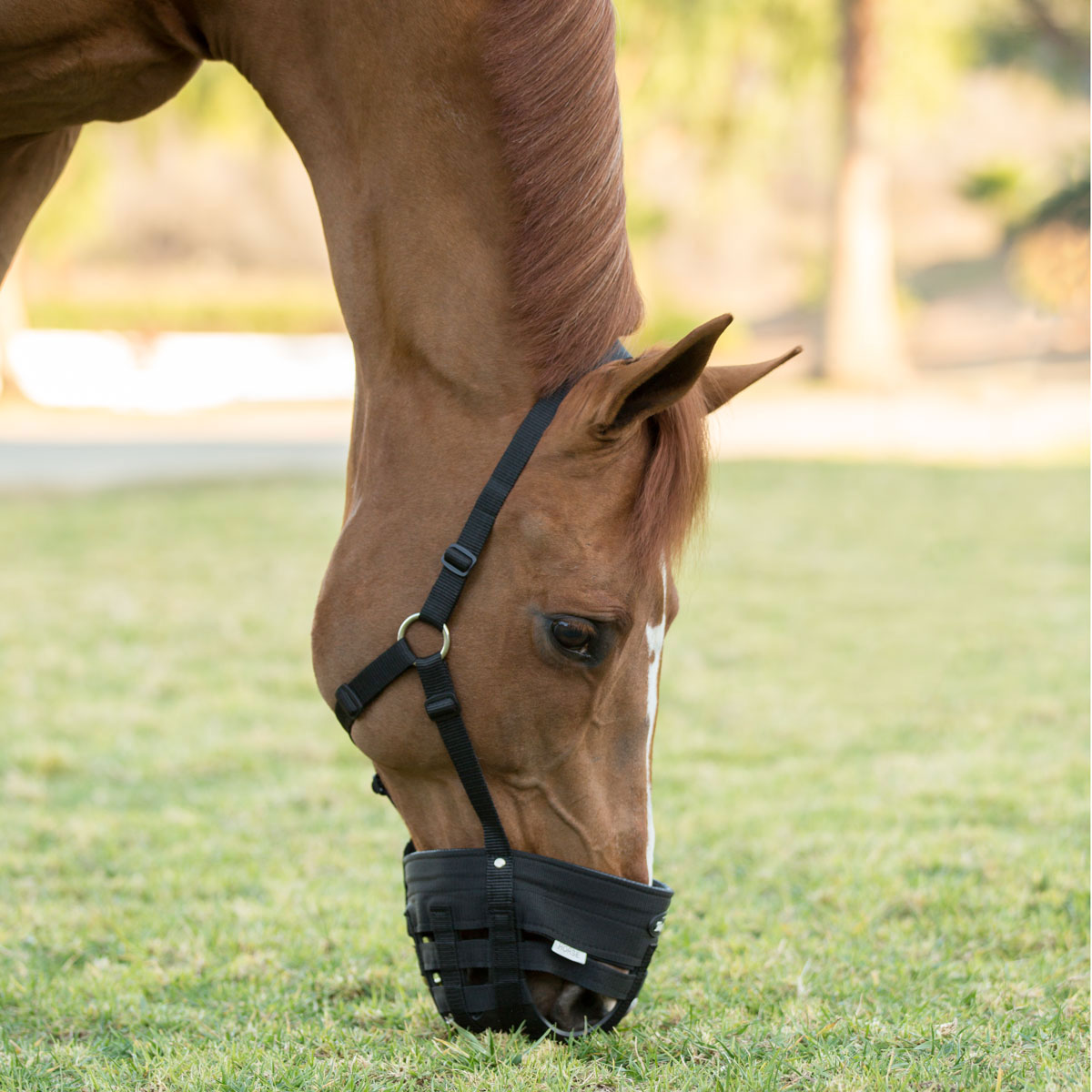 Horse Pony Nylon Grass Grazing Muzzle with Halter MagiDeal Easy Breathe Grazing Muzzle Adjustable Comfortable