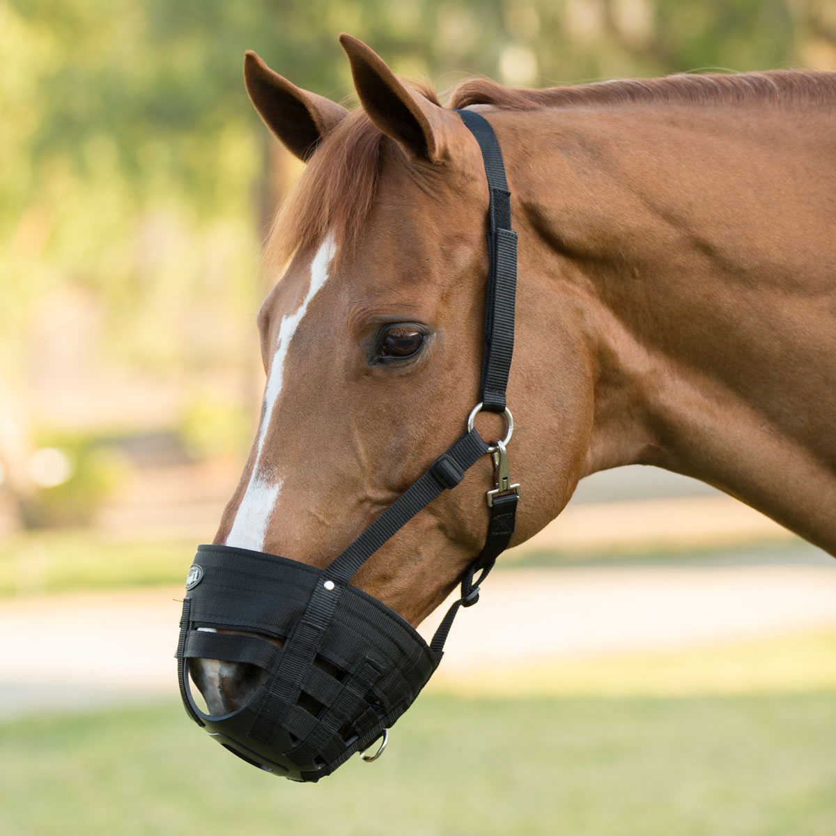 Ultimate Grazing Muzzle For Horse Small Pony Leather Head Strap  Nostril Holes 