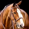 Nantucket Traditional Hunter Bridle - Espresso