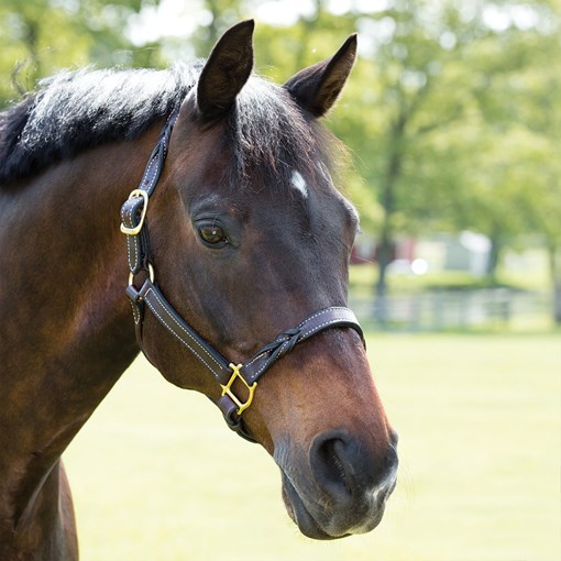 Fancy Stitched Leather Halter w/ Coloured Padding + FREE Custom Name T –  Picov's Tack Shop