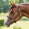 SmartPak Twisted Leather Halter  - 