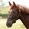 SmartPak Twisted Leather Halter  - 