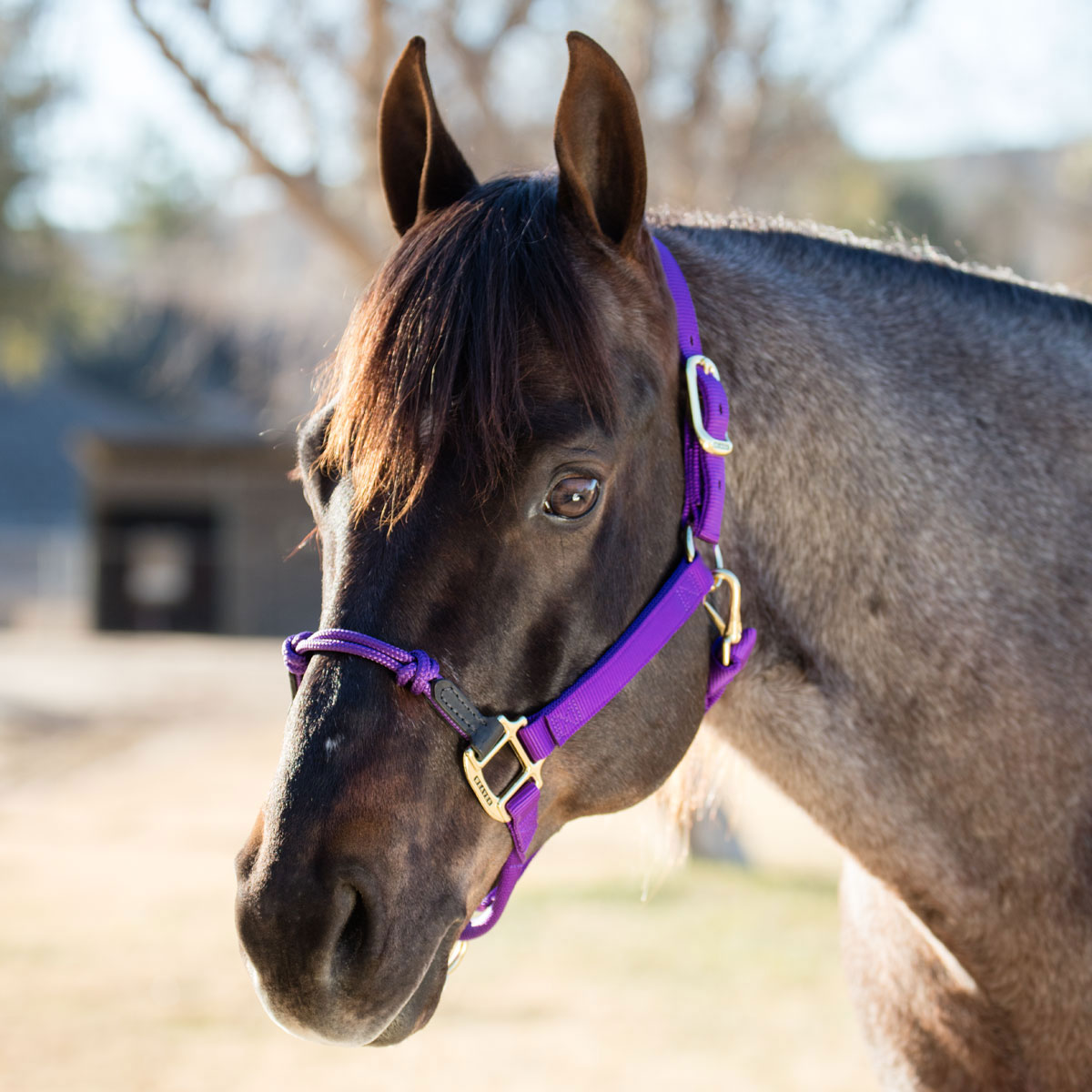 Hybrid Nylon Halter®