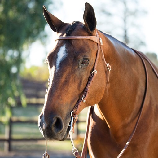 Weaver Stacy Westfall Protack Browband Headstall