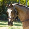 KL Select Wellington Hunter Bridle - 