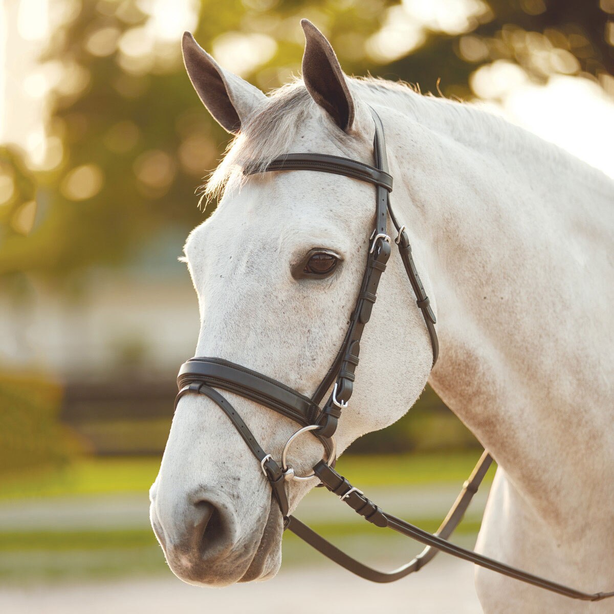 Wellfleet Dressage Bridle By Smartpak