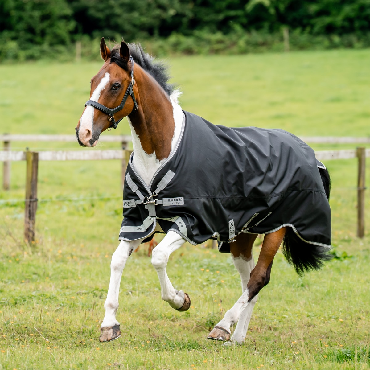 Amigo Bravo 12 Plus Light 0g from Horseware - Black