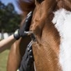 HandsOn&reg; Gloves for Grooming - 