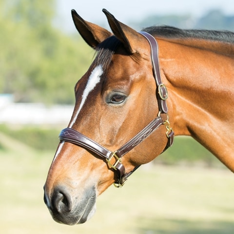 Wellfleet Halter By Smartpak - Smartpak Equine