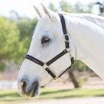SmartPak Monday Morning Feed: Soft Padded Leather Halter Review