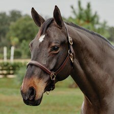 Plymouth® Padded Halter by SmartPak