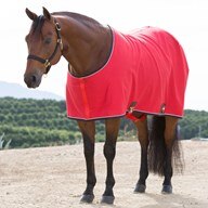Big D Cotton Stable Sheet- Closed Front