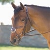Harwich&reg; Figure 8 Bridle by SmartPak - Walnut w/ White Fancy Stitching