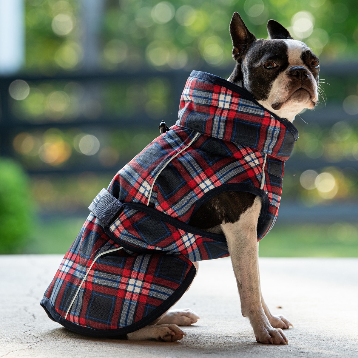 clearance dog clothes