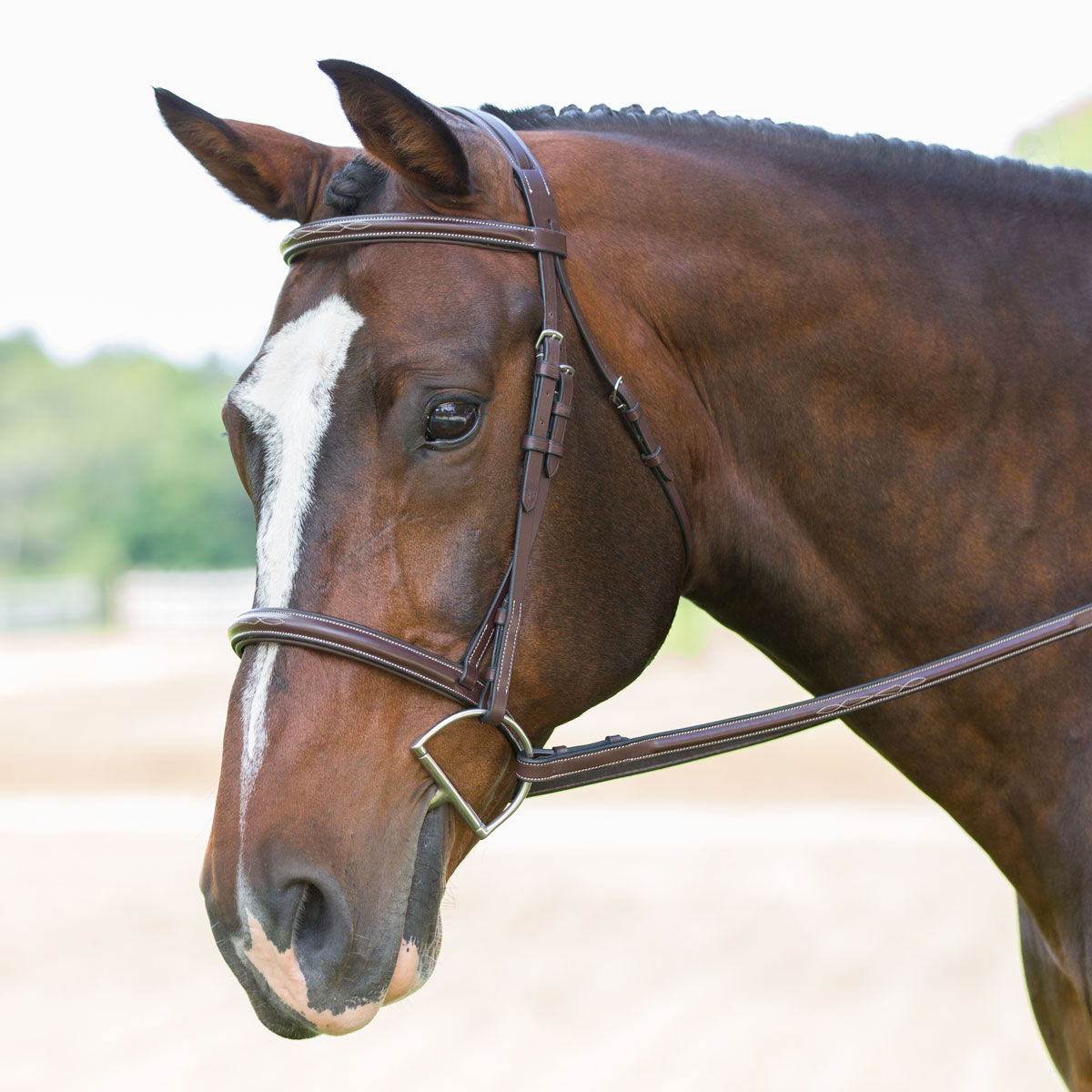D.A Brand Chestnut Bitless Bridle SS Hardware Padded Brow and Nose Horse Tack 