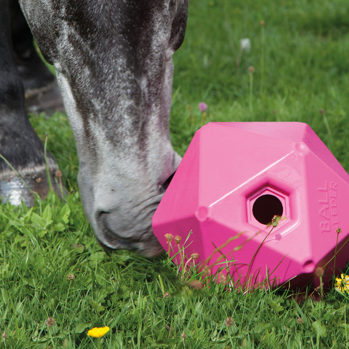 Equine Horse and Pony Treat Snack Ball 9" Feeder Pink **MULTI-BUY DISCOUNT** 