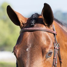 Harwich® Hunter Browband By Smartpak