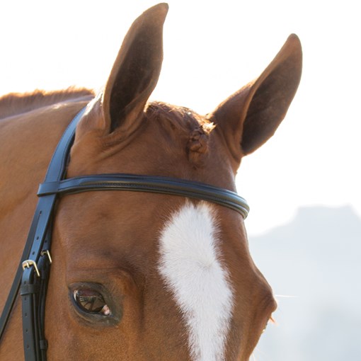 Harwich Dressage Browband By SmartPak