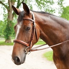 Harwich® Wide Noseband Bridle by SmartPak - Clearance!