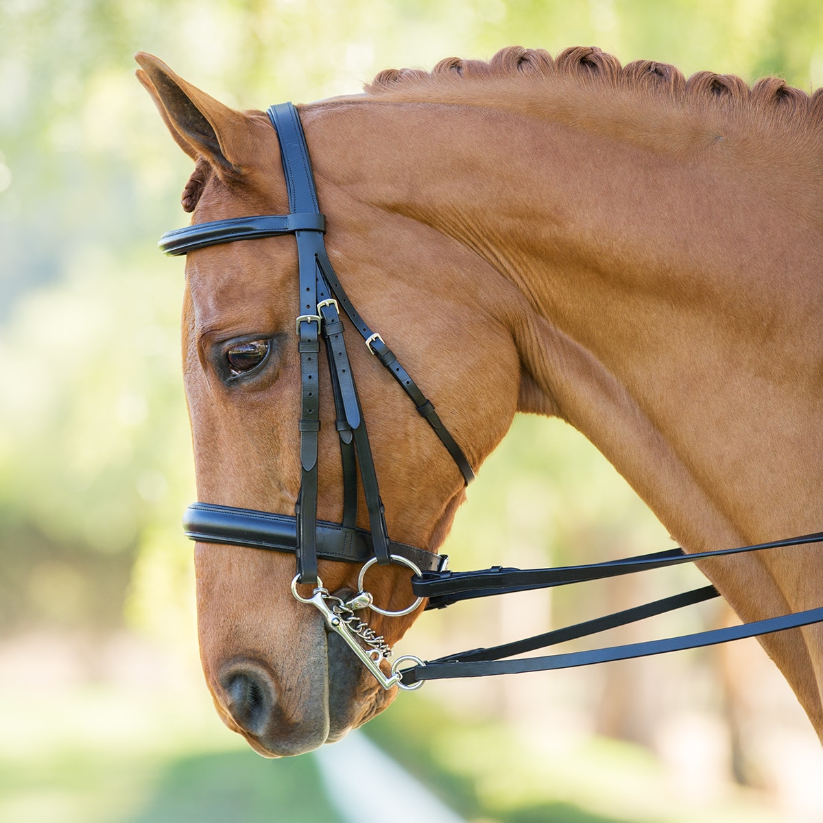 English Bridle