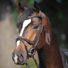 Kavalkade Ergonomic Ivy Bridle