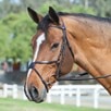 Plymouth&reg; Figure 8 Bridle by SmartPak - Chocolate Brown