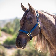 Intrepid Chafeless Padded Breakaway Halter Padded Crown and Nose