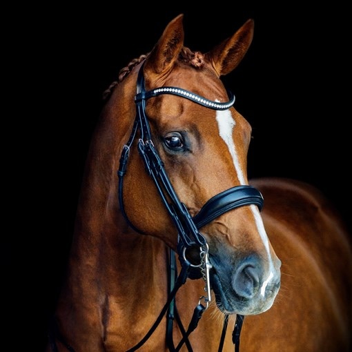 Schockemoehle Double Bridle Venice 