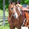 Limited Edition Dr. Cook&reg; Bitless Bridle - 