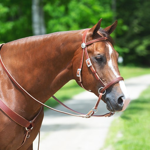 Dr. Cook's Bitless Bridle