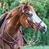 Limited Edition Dr. Cook&reg; Bitless Bridle - 