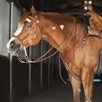 Limited Edition Dr. Cook&reg; Bitless Bridle - 
