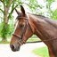 Plymouth® Wide Noseband Hunter Bridle by SmartPak