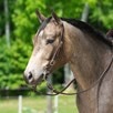 SmartPak Single Ear Headstall Buckle End - 