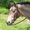 SmartPak Browband Headstall Buckle End - 