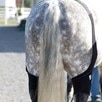Ice Horse Stifle Wraps - 