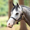 SmartPak Double Stitch Pony/Mini Halter - 